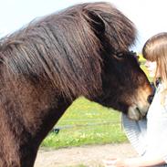 Islænder Askegårds Baldur