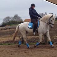 Anden særlig race Shadow A