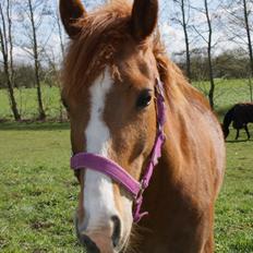 New Forest Beatrice