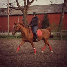 Hannoveraner Whisper