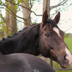 Dansk Varmblod Don poséidon F.J.