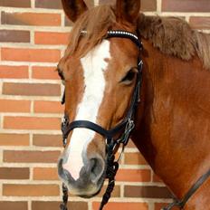 Welsh Cob (sec D) Money Penny