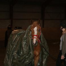 Welsh Cob (sec D) Money Penny