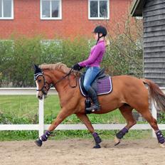 Welsh Cob (sec D) Money Penny
