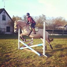 Fjordhest Hjelmqvist's Alto