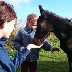 Barockpinto hmsogwestern's Black Magic