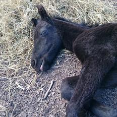 Barockpinto hmsogwestern's Black Magic