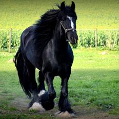 Tinker Nørregårds Mimine