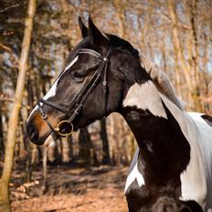 Pinto SØGAARDS MASTERPIECE (Solgt)