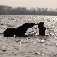 Shetlænder Constantin