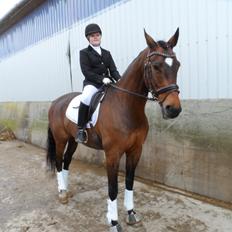 Dansk Varmblod Gredstedgårds Regitze