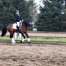 Oldenborg Overmoselund's Conti ~ Bettemanden ~ [Lånehest]