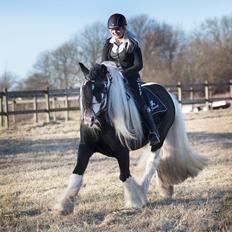 Irish Cob Swoop Van Hippolacta