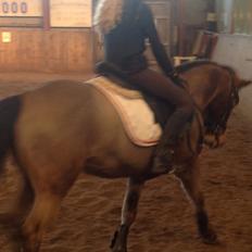 New Forest My little pony topper 