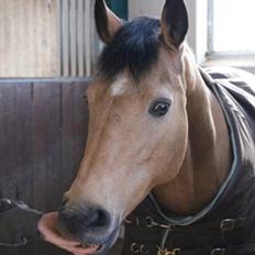 Connemara Loftsome Sandora