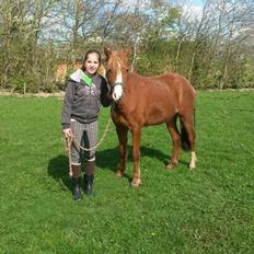 Welsh Pony (sec B) Møllehøjs Sussie