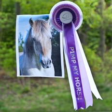 Fjordhest Laika *Soulmate*