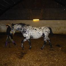 Knabstrupper Damgårds Sebastian (død 2022) [himmelhest]