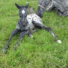 Knabstrupper Damgårds Sebastian (død 2022) [himmelhest]