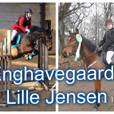 Anden særlig race Enghavegaards Lille Jensen