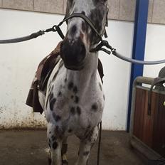 Knabstrupper Udgårds Danneskiold