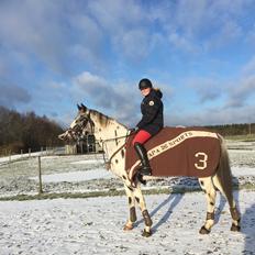 Knabstrupper Udgårds Danneskiold