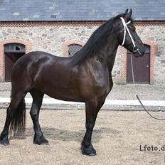 Frieser Like jebjerg