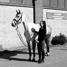 Dansk Varmblod Schnell´s Cee Cee