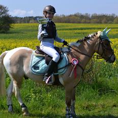 Hollandsk Sportspony Capello Ivo<3 (Min Pony)