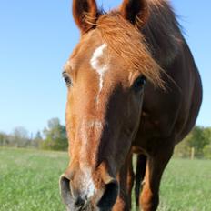 Anden særlig race Axel