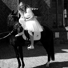 Welsh Partbred (Sec F) Laibek's Olympic