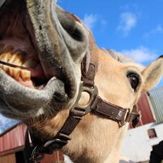 Fjordhest Sif (pony) ¤my soulmate¤