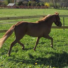 Amerikansk Miniature Marielunds Supreme Noble Fire