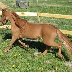 Amerikansk Miniature Marielunds Supreme Noble Fire