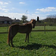 Amerikansk Miniature Marielunds Supreme Noble Fire