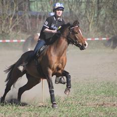 Anden særlig race Shah Little Miss May