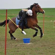 Anden særlig race Shah Little Miss May