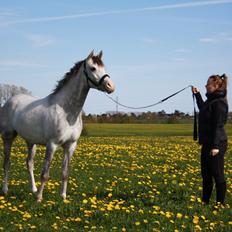 Arabisk fuldblod (OX) HO-Cosmos Future