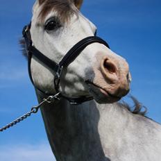 Arabisk fuldblod (OX) HO-Cosmos Future