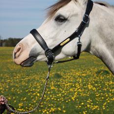 Arabisk fuldblod (OX) HO-Cosmos Future