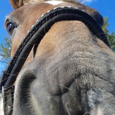 Tysk Sportspony Isabell