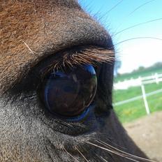 Tysk Sportspony Isabell