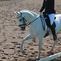 Anden særlig race Princess