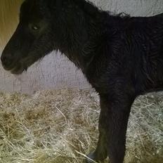 Shetlænder Rosenstandens Bianca