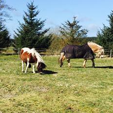 Anden særlig race Honey