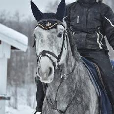 Fuldblod (XX) Lancelot 