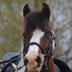 Anden særlig race Mikado - SAVNET! :'( <3