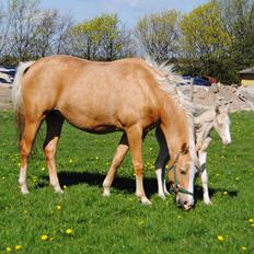 Palomino Silverline Alabama