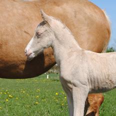 Palomino Silverline Alabama