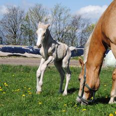 Palomino Silverline Alabama